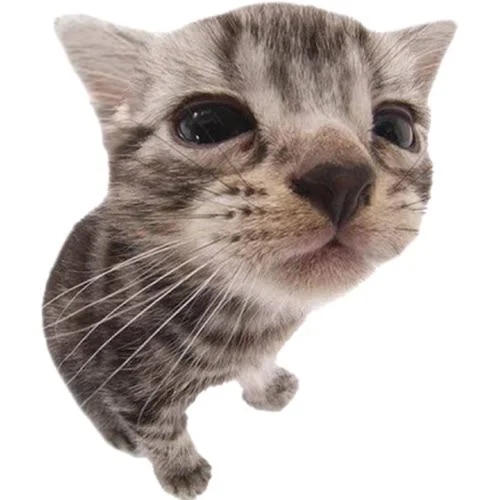 Cat 1