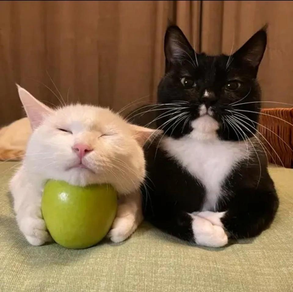 Cat 2